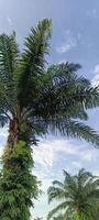 Öl Palme Pflanzen welche sind benutzt wie Schatten Bäume im städtisch Bereiche sind dekoriert mit Blau Himmel foto