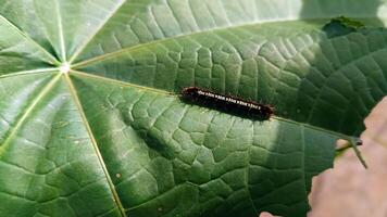 ein Raupe auf ein Grün Blatt. foto