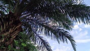 Öl Palme Pflanzen welche sind benutzt wie Schatten Bäume im städtisch Bereiche sind dekoriert mit Blau Himmel foto