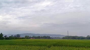 Aussicht von Grün Reis Felder mit ein Straße flankiert durch Reis Felder und umgeben durch Hügel foto