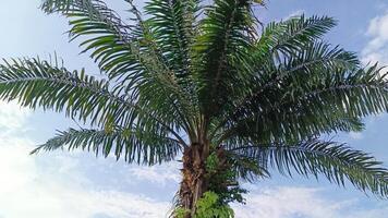 Öl Palme Pflanzen welche sind benutzt wie Schatten Bäume im städtisch Bereiche sind dekoriert mit Blau Himmel foto