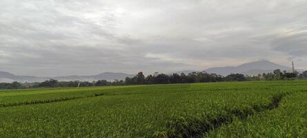 Aussicht von Grün Reis Felder mit ein Straße flankiert durch Reis Felder und umgeben durch Hügel foto