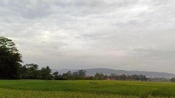 Aussicht von Grün Reis Felder mit ein Straße flankiert durch Reis Felder und umgeben durch Hügel foto