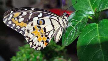 Porträt von ein Schmetterling thront auf ein Blatt beim Nacht foto