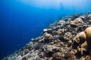 tropisch Riff unter Wasser im transparent Ozean. unter Wasser Aussicht von Korallen foto