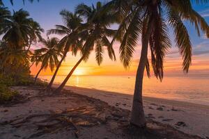Sonnenaufgang oder Sonnenuntergang beim tropisch Strand mit Palme Bäume und ruhig Ozean im Malediven foto