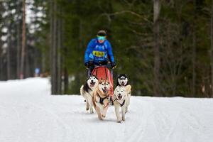 Husky-Schlittenhunderennen foto