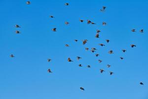 Spatzen Herde fliegt im Blau Himmel foto