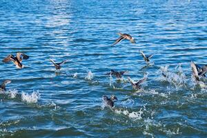 Enten schwimmen und heben über dem Stadtsee ab, kopieren den Raum foto