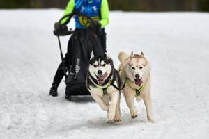 Husky-Schlittenhunderennen foto