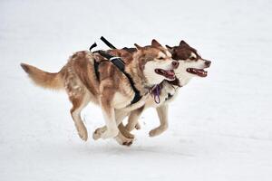Laufender Husky-Hund auf Schlittenhunderennen foto