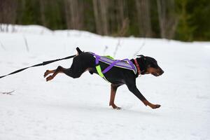 skijöring hundesport rennen foto