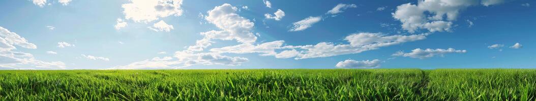 Gras Feld unter Blau Himmel mit Wolken foto