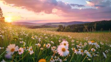 Feld von Gänseblümchen während Sonnenuntergang foto