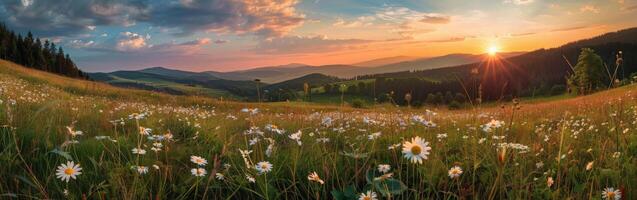 Sonne Rahmen Über Wildblume Feld foto