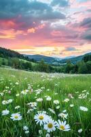 Feld von Weiß Gänseblümchen unter wolkig Himmel foto