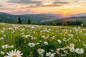 Sonne Rahmen Über Wildblume Feld foto