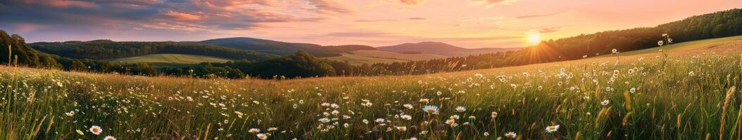 Grasfeld bei Sonnenuntergang foto