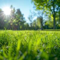 strahlend Sonnenlicht leuchtet beschwingt Grün Gras foto