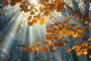 Sonnenlicht Filtern durch Baum Blätter foto