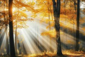 Sonnenlicht filtert durch Bäume foto