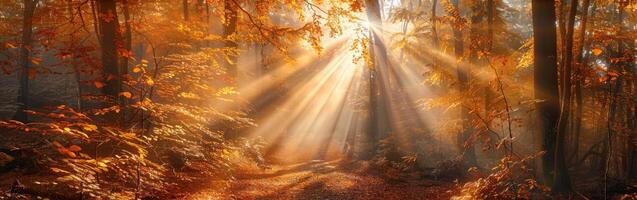 Sonnenstrahl leuchten Wald Szene foto