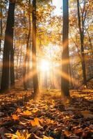 Sonnenlicht Filtern durch Bäume im Wald foto