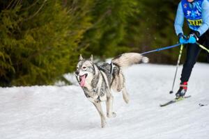 skijöring hundesport rennen foto