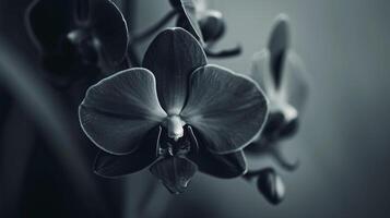zauberhaft Welt von Flora, ein zart farbig Orchidee im voll blühen foto