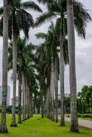 Palme Bäume wachsend parallel im ein breit Wiese foto