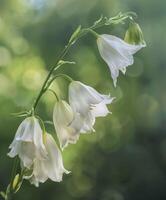 Weiß Glocke Blume foto