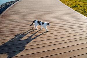 ein Dorf Katze Spaziergänge entlang das Straße, ein Schatten von ein Katze auf das Boden, ein wild Tier von ein Katze züchten, das Silhouette von ein klein Katze. foto