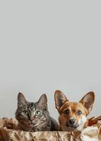 neugierig Katze mit hell Grün Augen im zerknittert braun Papier Tasche, Nächster zu Hund auf grau Hintergrund Kopieren Raum. Konzept von Haustier Annahme, Tier Wohlfahrt, Haustier verbunden Produkte foto
