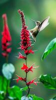 ein zauberhaft Kolibri flattert in der Nähe von ein bunt Blume gegen ein weich, verschwommen Hintergrund, verkörpern Intelligenz, Schönheit, Hingabe, und Liebe foto