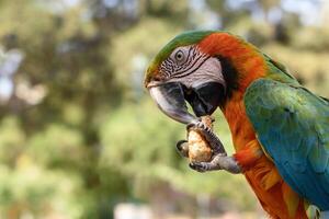ein komisch Riese Papagei halten im Pfote und isst ein Stück von griechisch koulouri Brot mit Sesam Samen. Nahansicht Bild. selektiv Fokus. exotisch Brasilianer Vogel. Ara ara Ararauna portait foto