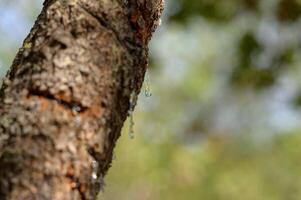 selektiv Fokus auf groß Mastix Tropfen sickert im Tränen aus von das Ast von ein Mastix Baum. das Harz Mastix erhellt und funkelt im das Sonnenlicht. Vertikale Bild. schön Bokeh Hintergrund. Chios, Griechenland. foto