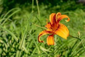 orangefarbene Lilie, die von den Strahlen der untergehenden Sonne beleuchtet wird. foto