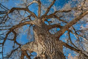 Riese Pappel Baum im Winter foto