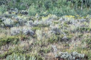 Colorado Wildblume und Strauch Tapisserie foto