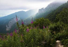 Nebelschleier über einem Bergtal mit Blumen im Vordergrund foto