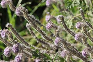 Ehemann Skorpionblume, Phacelia mein Mann, ein schön einheimisch monoklin jährlich Kraut Anzeigen Terminal Skorpion Zyme Blütenstände während Winter im das Santa Monica Berge. foto