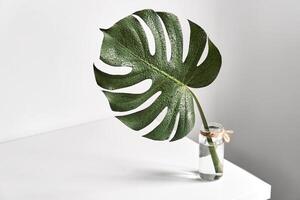 Monstera tropisch Blatt im Glas Vase Stehen auf Weiß Tisch. modern Ästhetik minimal Innere foto