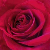 rot, rote Rose foto