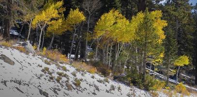 Herbst-Espen in Sierra Nevada foto