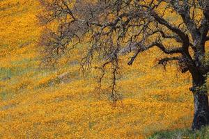 Kalifornische Mohnblumen im Frühling foto