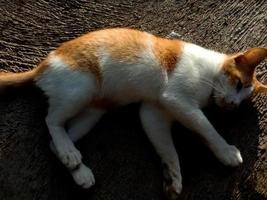 süßes kleines rotes Kätzchen schläft. Katze schläft auf dem Boden. foto