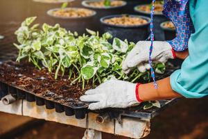 wachsende Pflanzen von Setzlingen Landwirtschaft Arbeiterin in Gartenblumen sie pflanzt junge Babypflanzen Growdling. foto