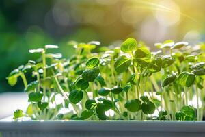 Gesundheit Grün Baby Microgreens wachsend von das Boden im ein Weiß Container, im Sonnenlicht, ökologisch organisch Superfood. foto