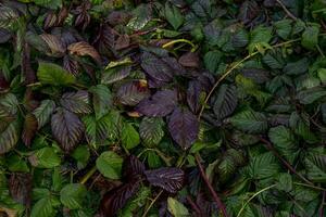 bunt Herbst Blätter, schön Hintergrund foto