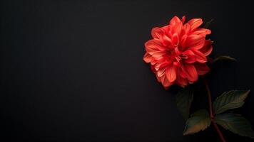 rot Dahlie Blume auf schwarz Hintergrund. eben legen, oben Sicht. foto